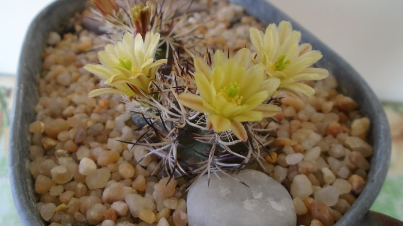  - Cactusi 2022