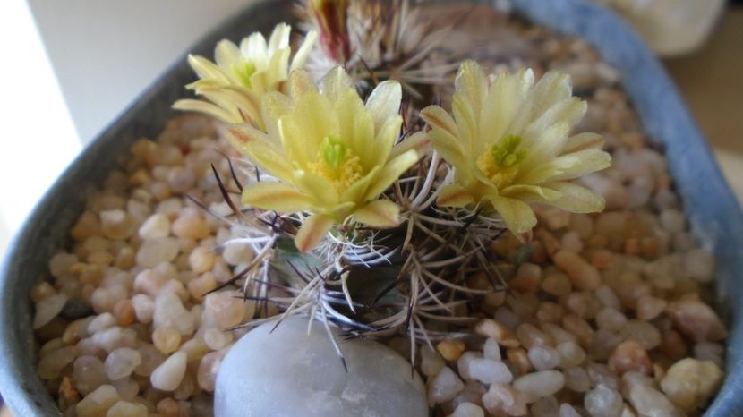  - Cactusi 2022