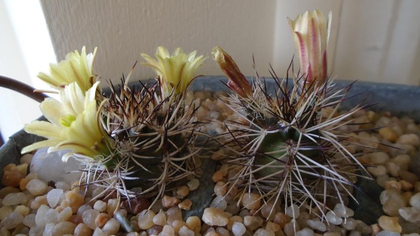  - Cactusi 2022