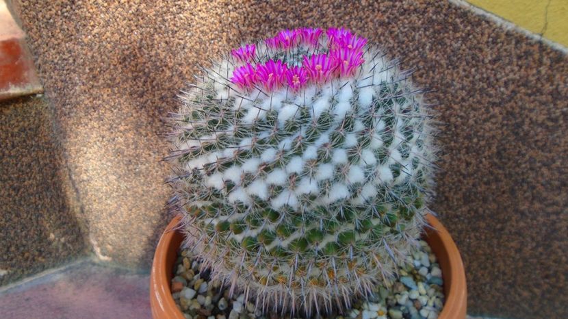 Mammillaria formosa ssp. chionocephala - Cactusi 2022