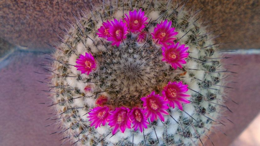 Mammillaria formosa ssp. chionocephala - Cactusi 2022