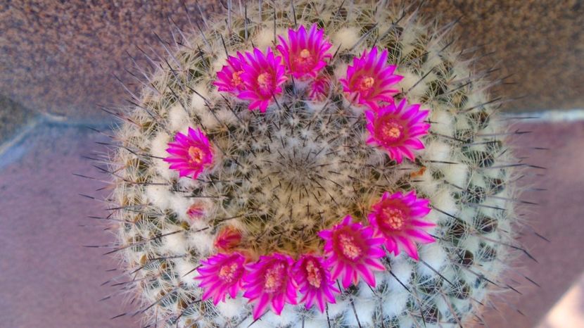 Mammillaria formosa ssp. chionocephala - Cactusi 2022