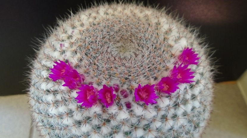 Mammillaria hahniana - Cactusi 2022