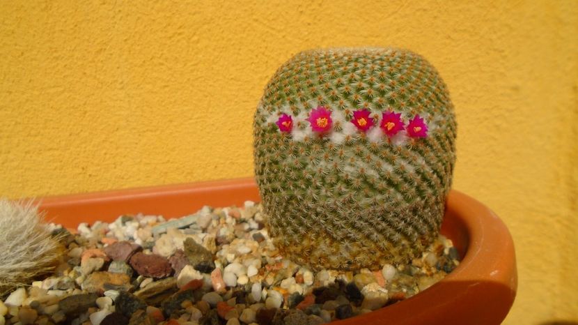 Mammillaria crucigera ssp. tlalocii - Cactusi 2022