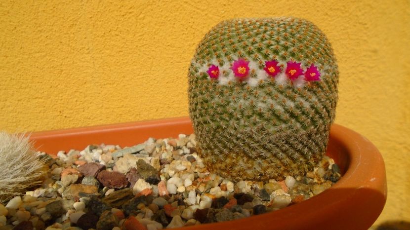 Mammillaria crucigera ssp. tlalocii - Cactusi 2022