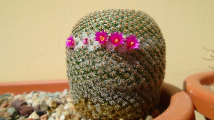 Mammillaria crucigera ssp. tlalocii - Cactusi 2022