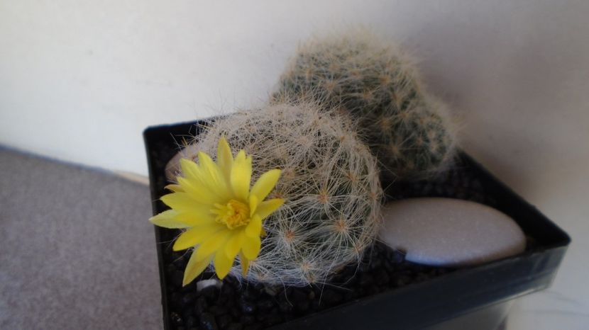 Mammillaria baumii - Cactusi 2022