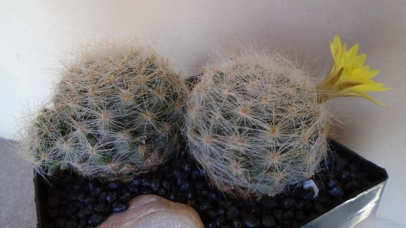 Mammillaria baumii - Cactusi 2022