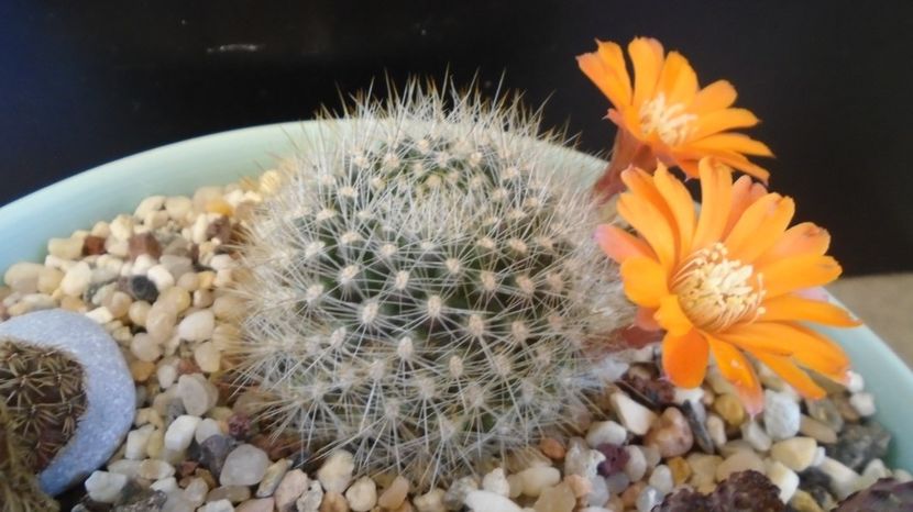 Rebutia steinmannii v. christinae - Cactusi 2022