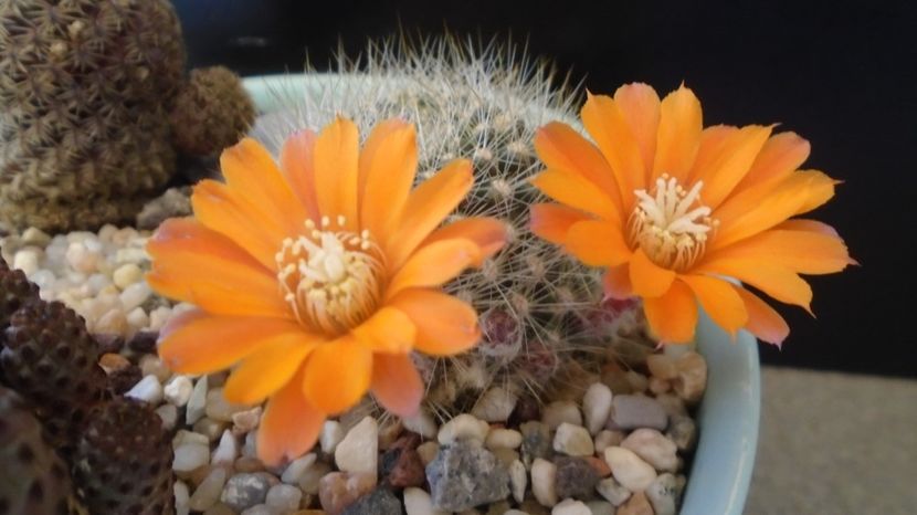Rebutia steinmannii v. christinae - Cactusi 2022