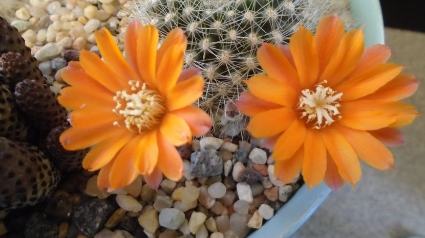Rebutia steinmannii v. christinae - Cactusi 2022