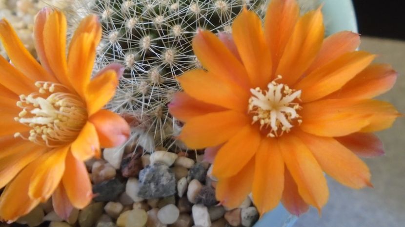 Rebutia steinmannii v. christinae - Cactusi 2022