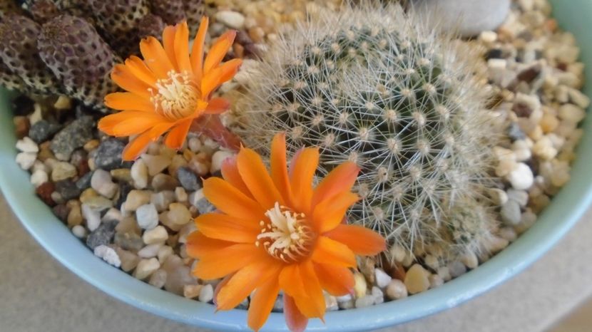 Rebutia steinmannii v. christinae - Cactusi 2022