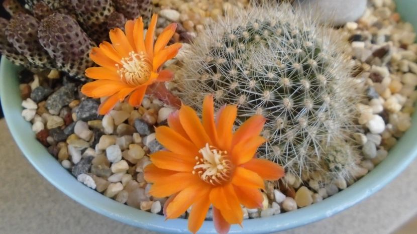 Rebutia steinmannii v. christinae - Cactusi 2022