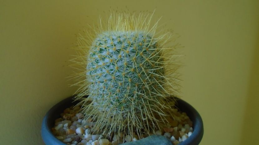 Mammillaria dixanthocentron - Cactusi 2022