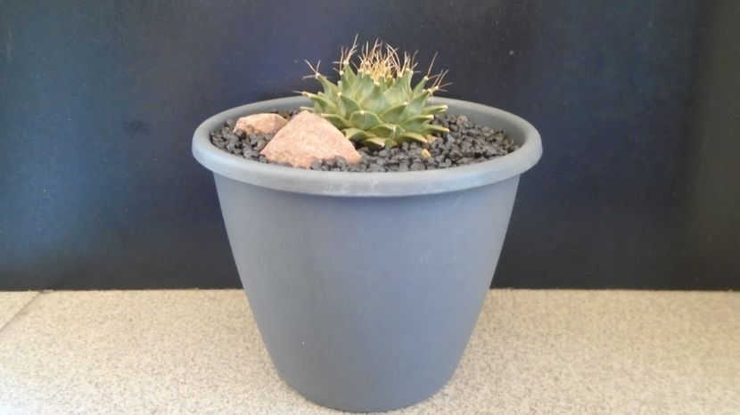Obregonia denegrii - Cactusi 2022