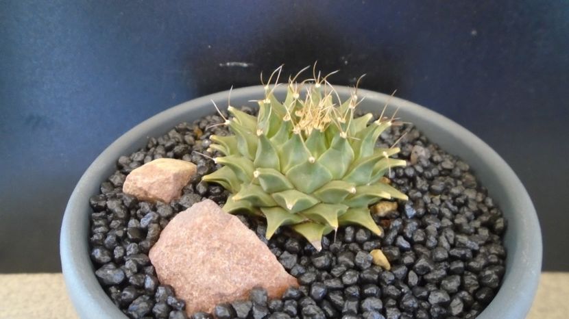 Obregonia denegrii - Cactusi 2022