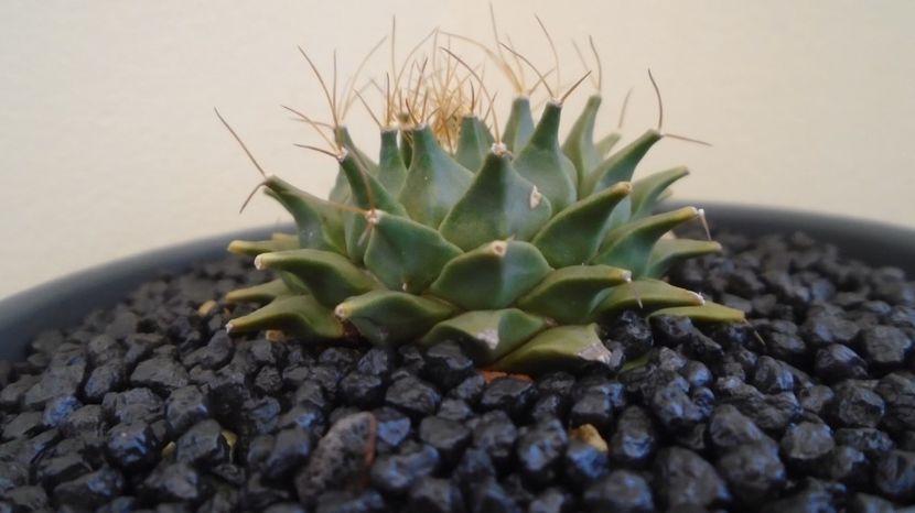 Obregonia denegrii - Cactusi 2022