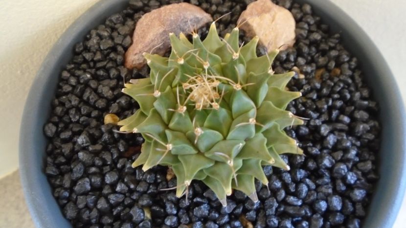 Obregonia denegrii - Cactusi 2022