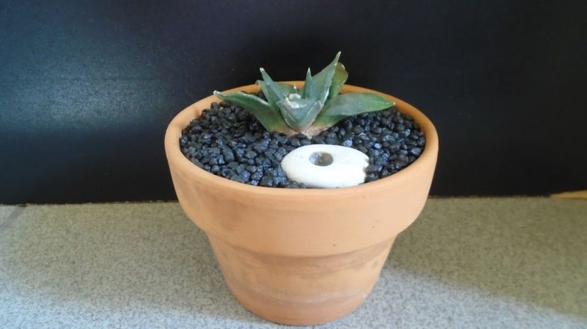 Ariocarpus retusus - Cactusi 2022
