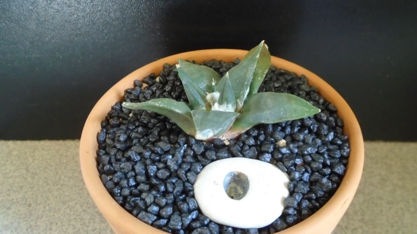 Ariocarpus retusus - Cactusi 2022