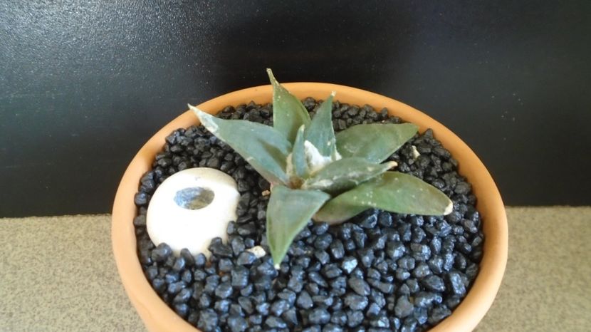 Ariocarpus retusus - Cactusi 2022