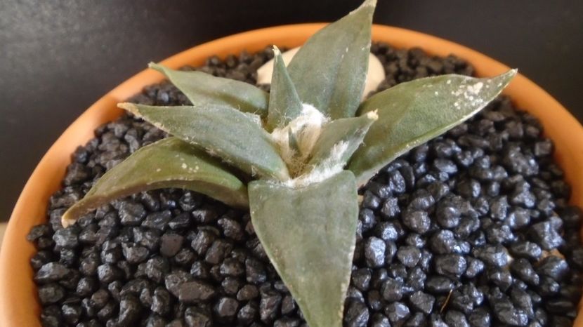 Ariocarpus retusus - Cactusi 2022