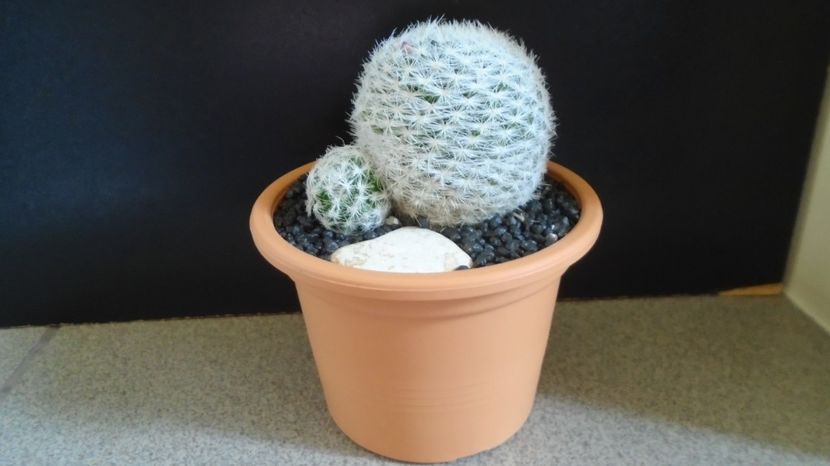 Mammillaria humboldtii - Cactusi 2022