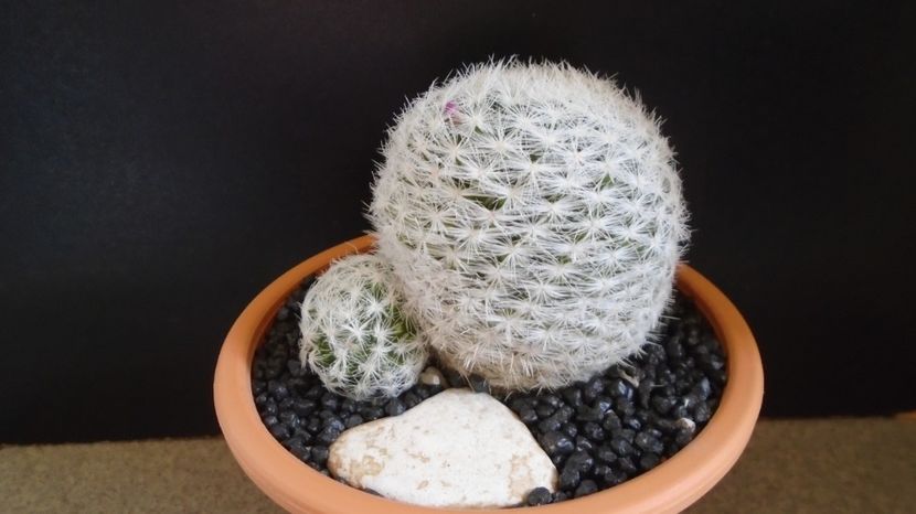 Mammillaria humboldtii - Cactusi 2022