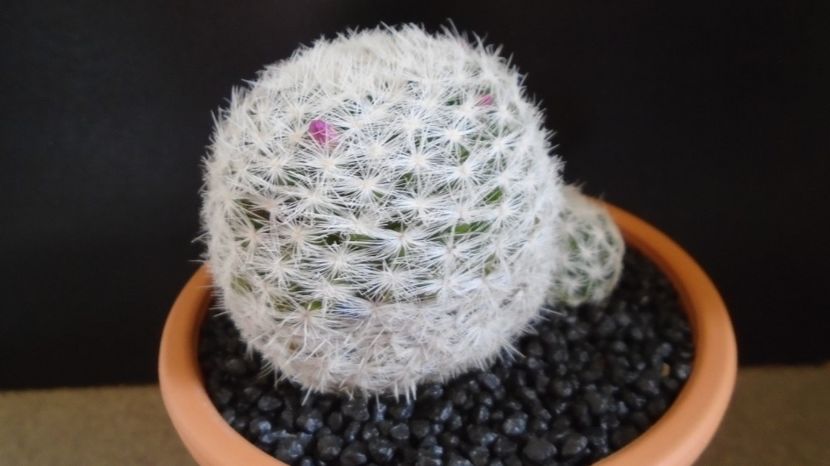 Mammillaria humboldtii - Cactusi 2022