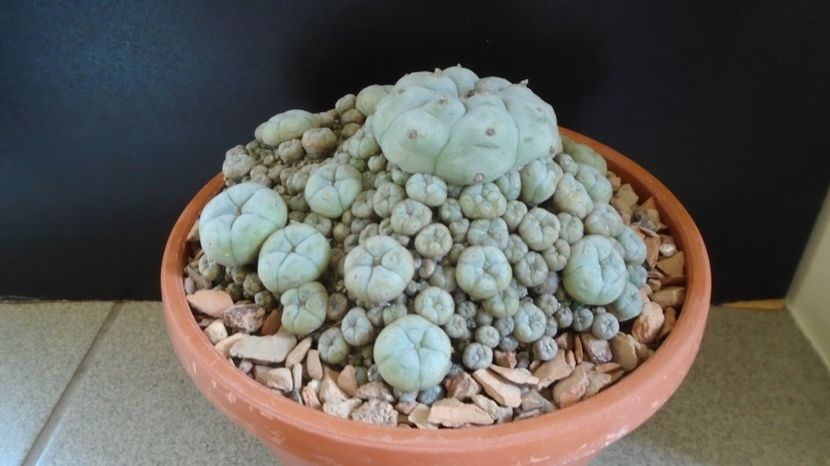 Lophophora williamsii v. caespitosa (colonie) - Cactusi 2022
