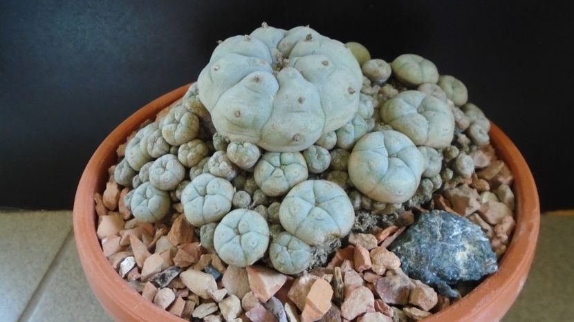 Lophophora williamsii v. caespitosa (colonie) - Cactusi 2022