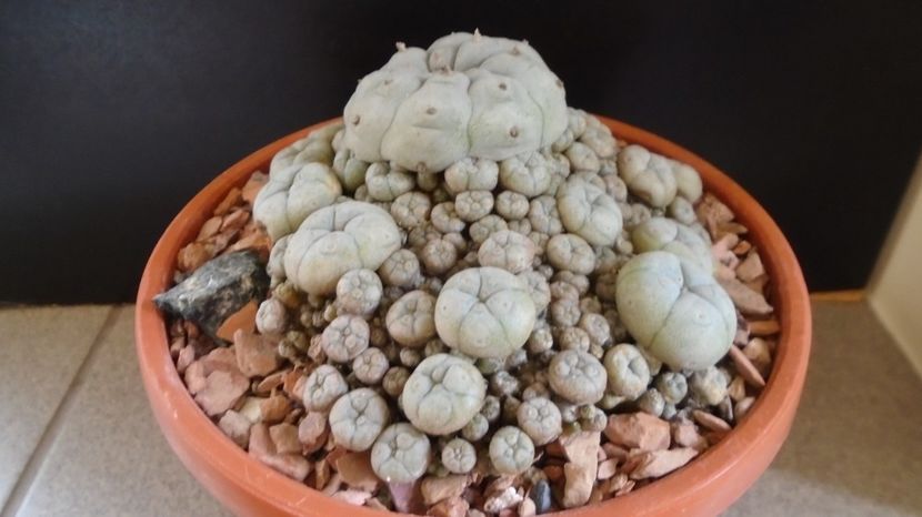 Lophophora williamsii v. caespitosa (colonie) - Cactusi 2022