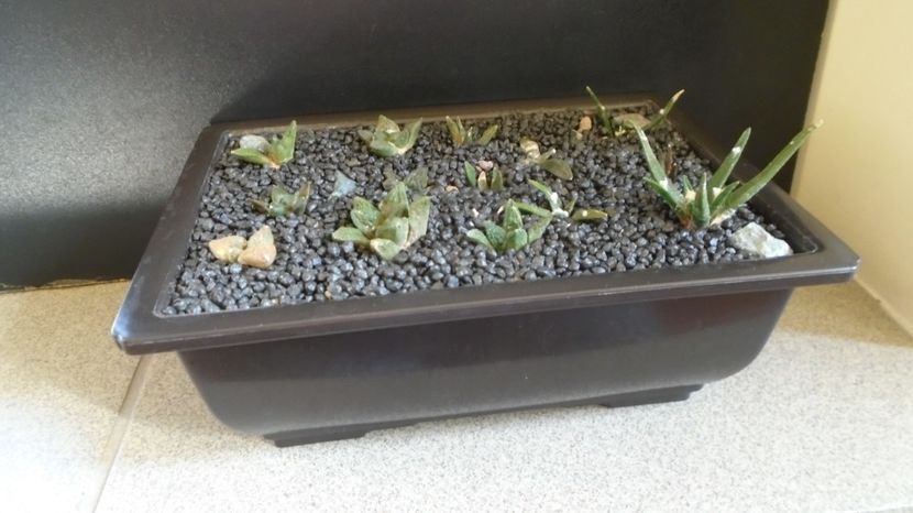 Grup de 14 Ariocarpus - Cactusi 2022