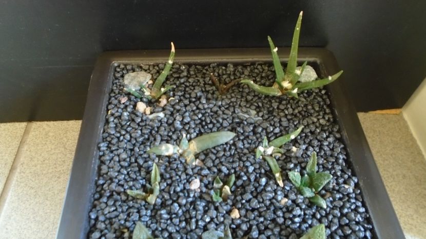 Grup de 14 Ariocarpus - Cactusi 2022