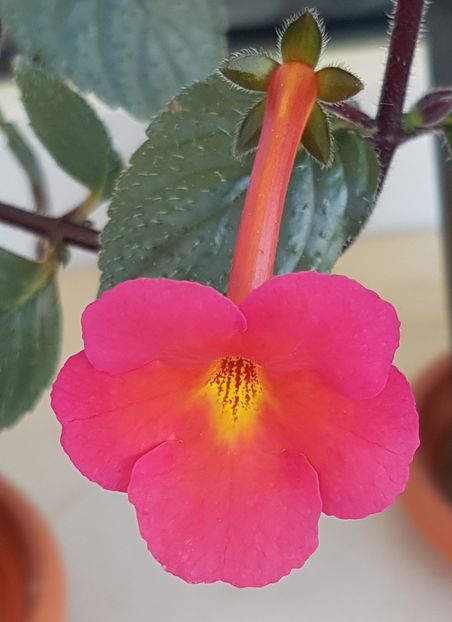 Peach Cascade - Achimenes 2022