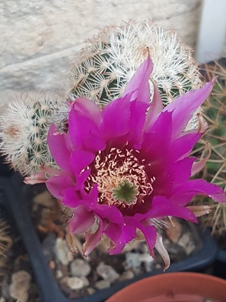  - Echinocereus