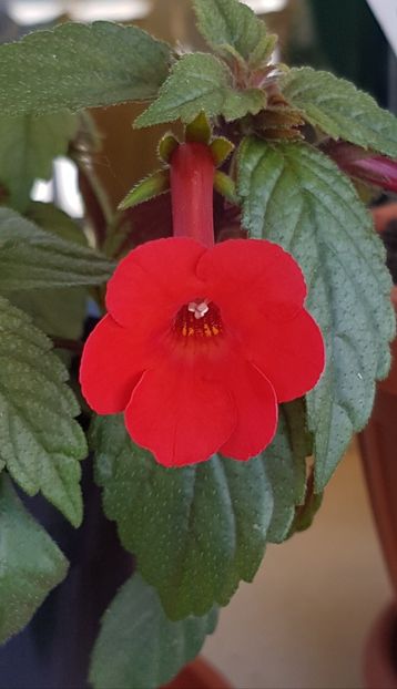 2022 - Orange delight p