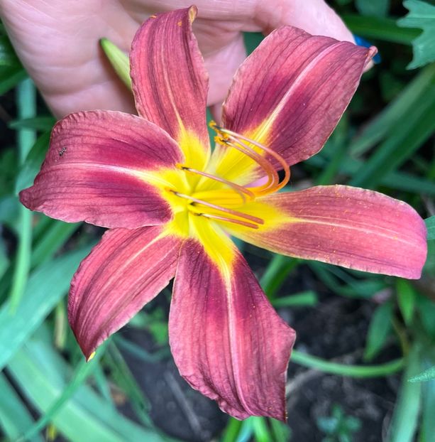 E37CA531-803F-4ED9-9738-F3672F9D5776 - Hemerocallis 2021