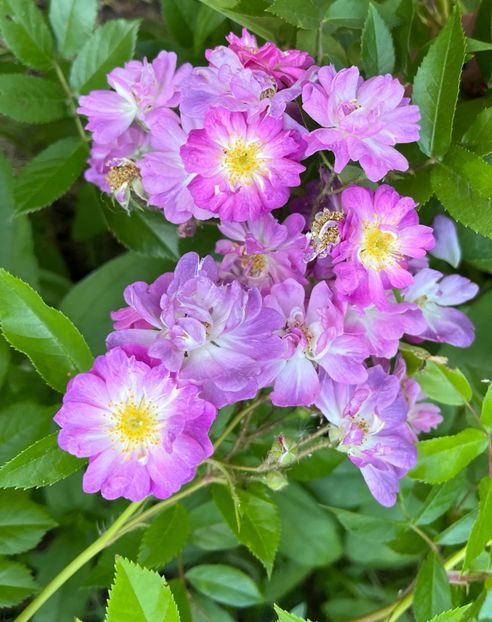 BC486E5C-AC40-4B53-989A-DC36127C843A - Trandafiri 2022 2