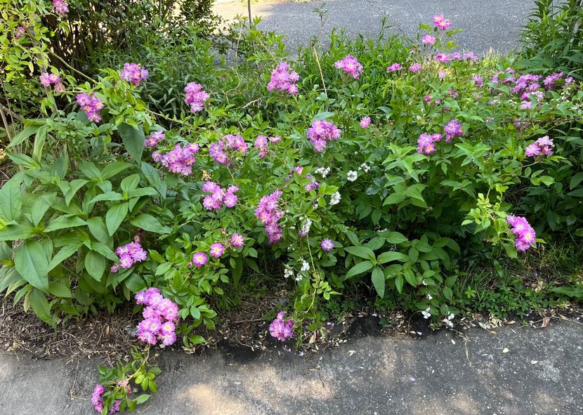 2E4FFFDE-48EC-473D-974F-0AFF5145F760 - Trandafiri 2022 2