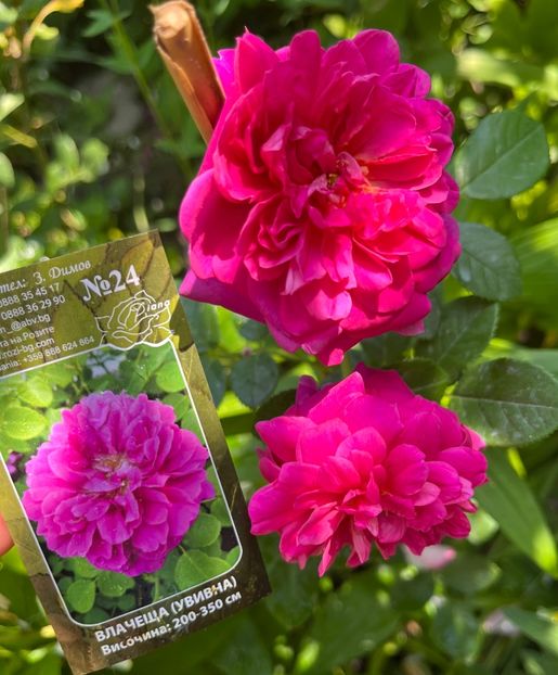 4883D281-0F18-48E4-BBEC-6EFA2D73C080 - Trandafiri 2022 2