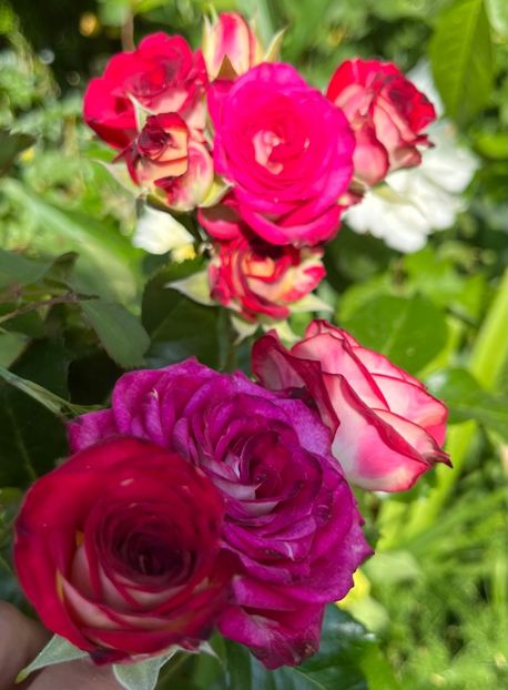 A332381B-8DD8-40E2-9A8C-BDE737888F0E - Trandafiri 2022 2