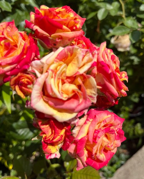 5CE7DFA7-7005-4232-92E1-800AA1262F05 - Trandafiri 2022 2