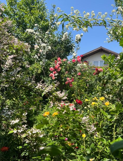 2CEA3BAB-DE1C-4ACB-A4F2-5F6C99A392D4 - Trandafiri 2022 2