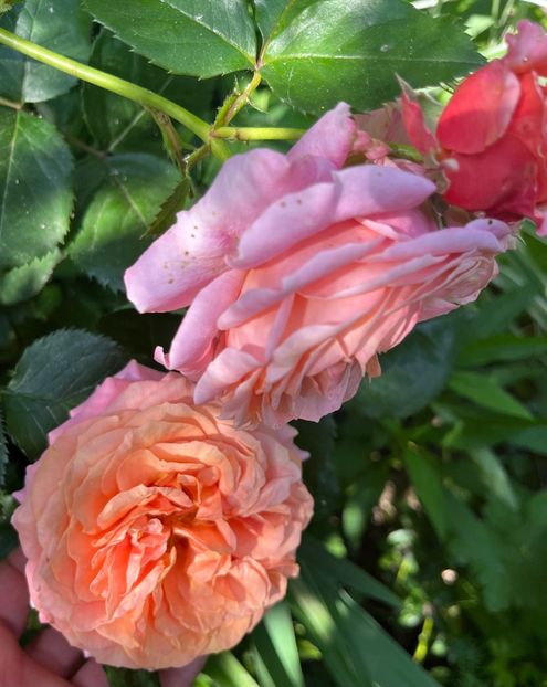 1DC6595B-EEFB-4559-950D-D0CE53AAB77B - Trandafiri 2022 2