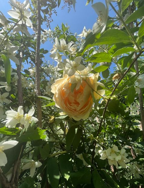 B9F810A2-C6F5-4482-95A6-3F49614002CC - Trandafiri 2022 2