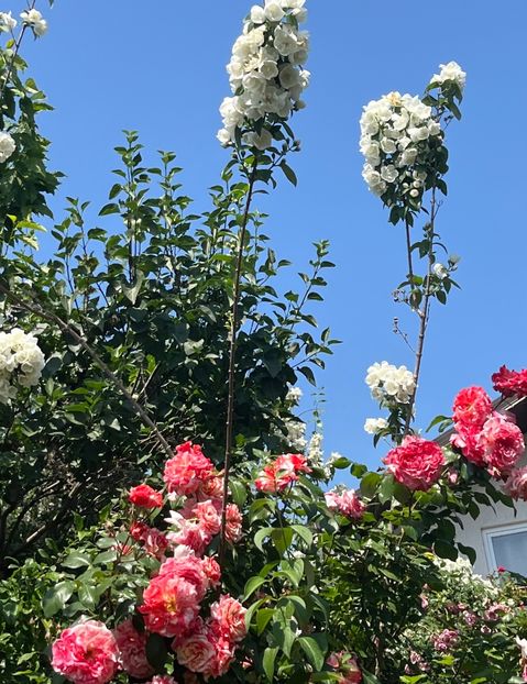 A56B102F-A0A2-4236-BA16-905D74231C41 - Trandafiri 2022 2