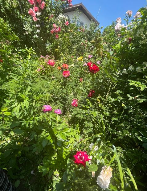 901792EC-2DF1-4402-BB91-2A05A6EE21D2 - Trandafiri 2022 2