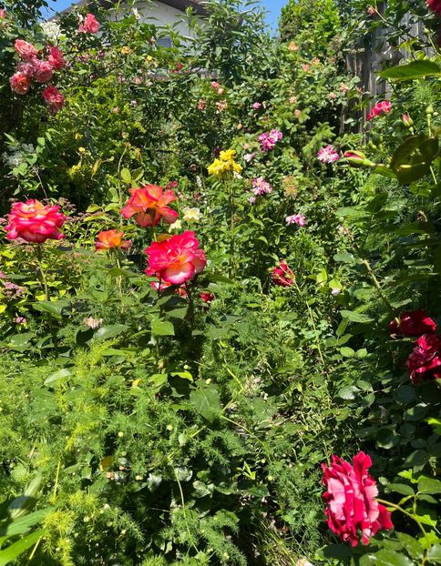 04A28B2B-7E6C-4641-A810-DD265FEFF965 - Trandafiri 2022 2